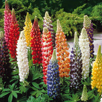 Lupinus hybrid russell - Lupinen Russel Mischung (x5) - Lupine