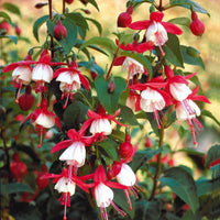 Fuchsia Mme Cornelissen,  Brilliant - Winterharte Fuchsien Mischung (x6) - Fuchsien