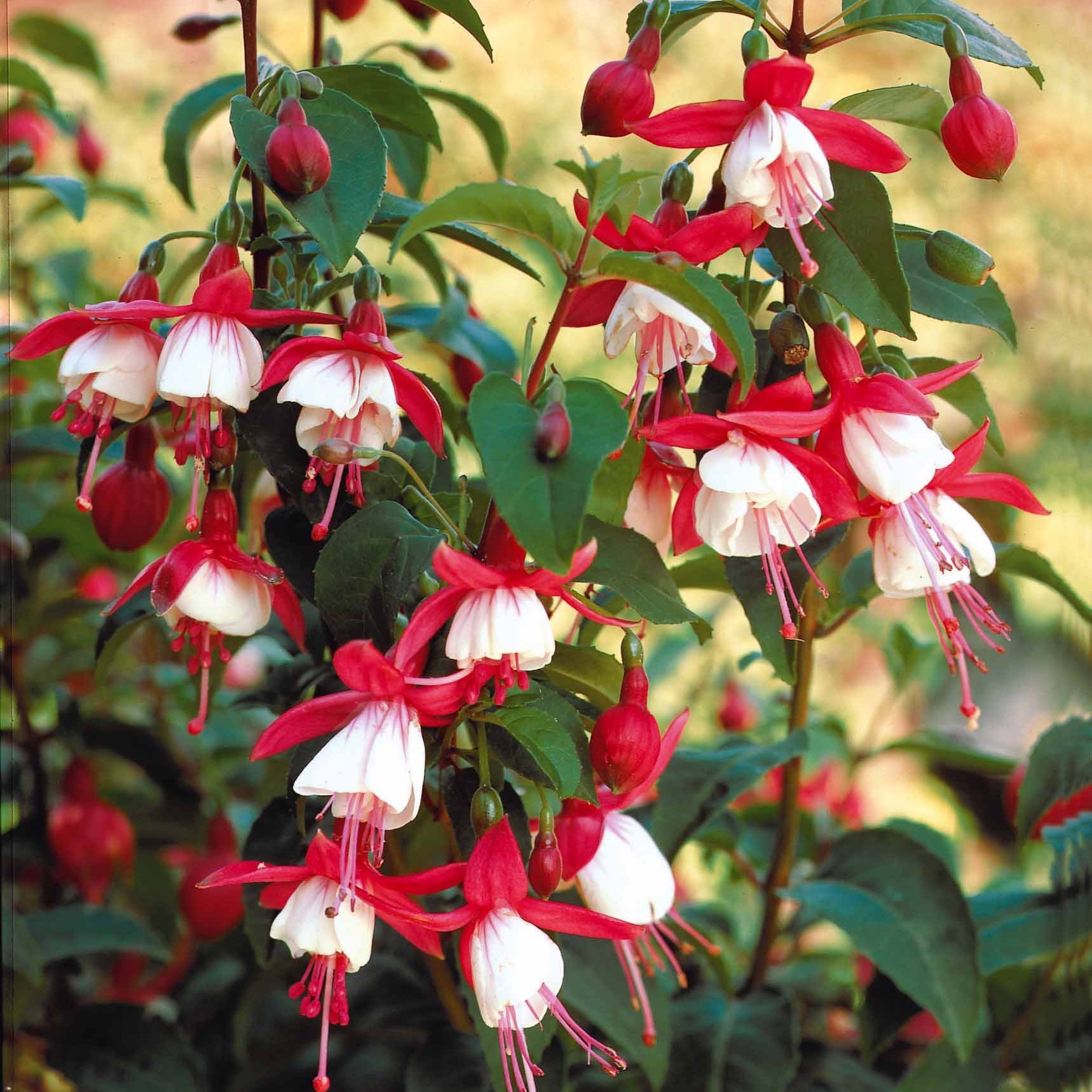 Fuchsia Mme Cornelissen,  Brilliant - Winterharte Fuchsien Mischung (x6) - Fuchsien