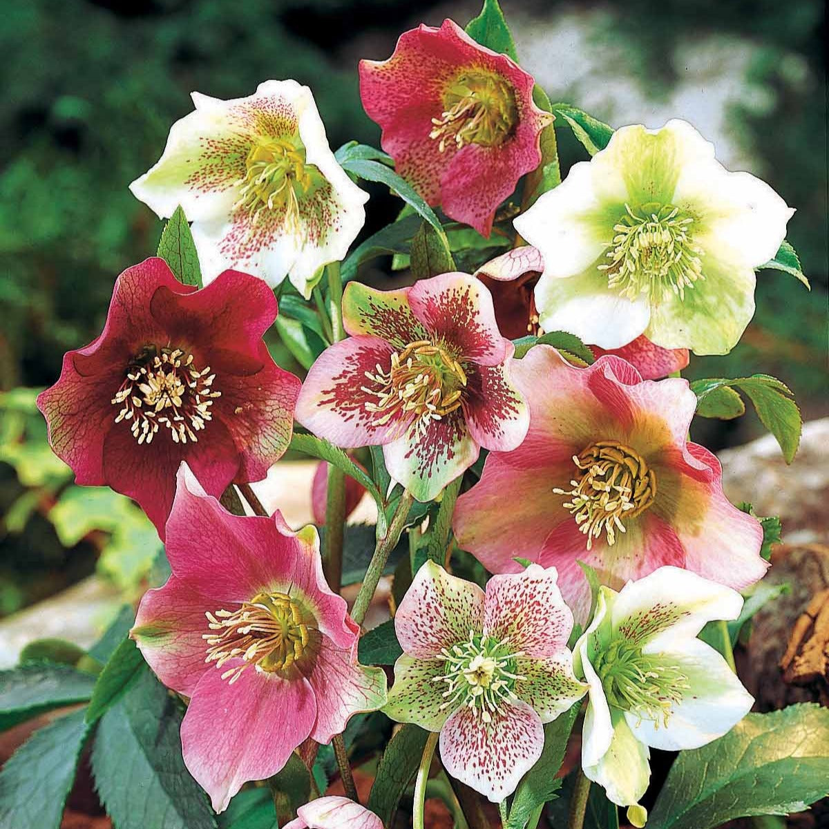 Lenzrosen Mischung (x3) - Helleborus orientalis - Bakker