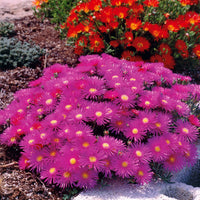 Sammlung von 6 Ficoiden (gelbe + violette + rote) (x 6) - Lampranthus aurantiacus - Bakker