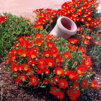 Lampranthus aurantiacus - Sammlung von 6 Ficoiden (gelbe + violette + rote) (x 6) - Stauden