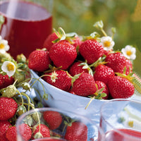 Erdbeer-Kollektion 6 Monate (x60) - Fragaria la savoureuse de willemse cov ma48, mara - Bakker