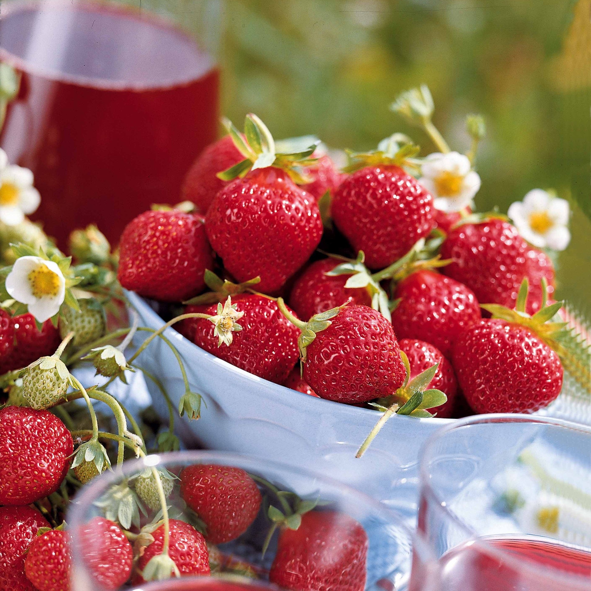 Erdbeer-Kollektion 6 Monate (x60) - Fragaria la savoureuse de willemse cov ma48, mara - Bakker