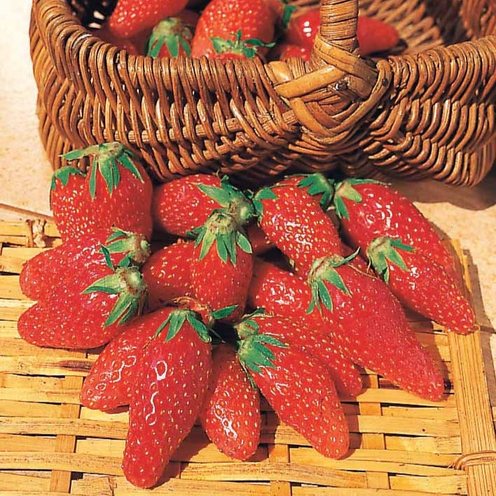 Fragaria la savoureuse de willemse cov ma48, mara - Erdbeer-Kollektion 6 Monate (x60) - Erdbeeren