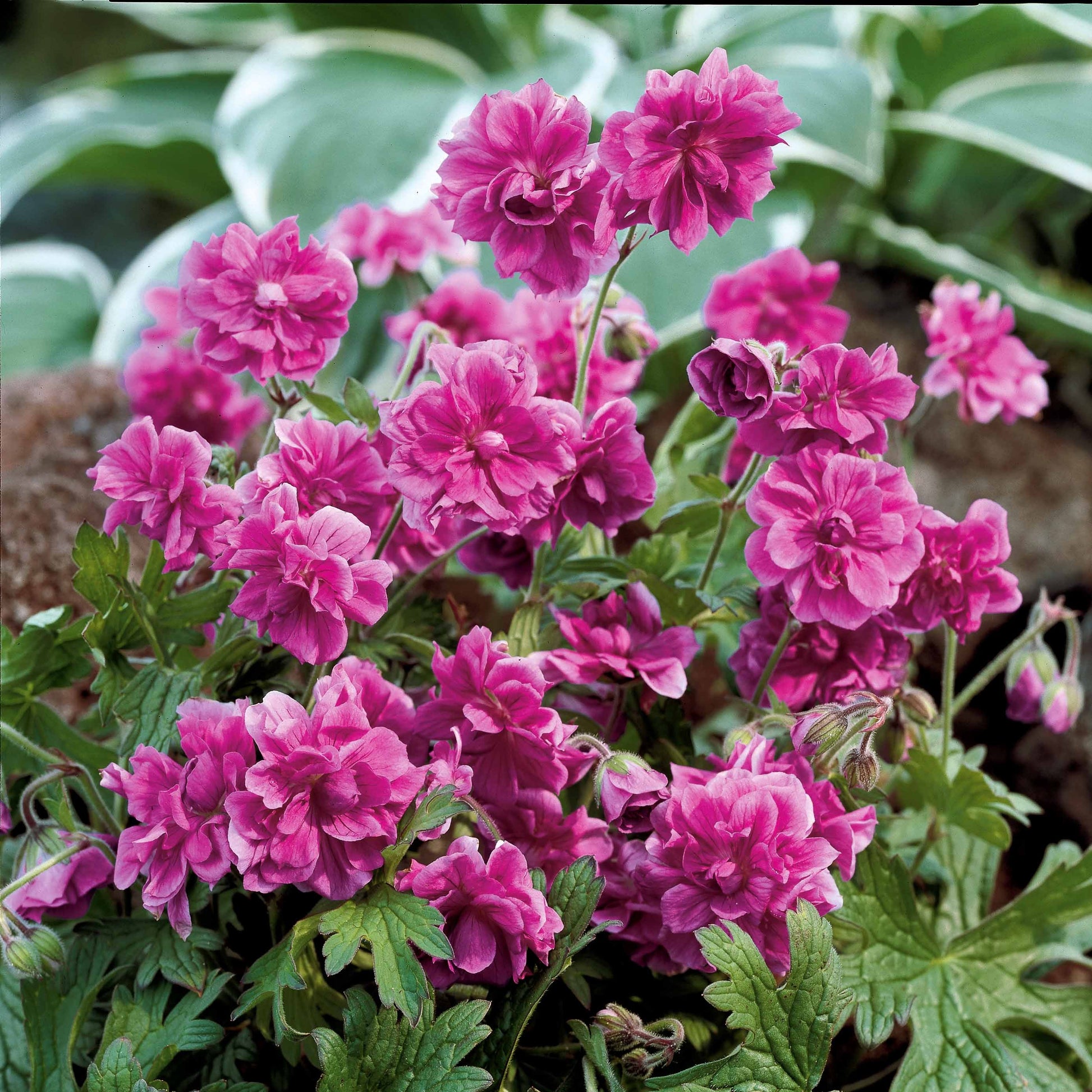 Storchschnabelmischung Double Jewel (rosa, blau, weiß) (x3) - Geranium pratense double jewel, himalayense birch - Bakker