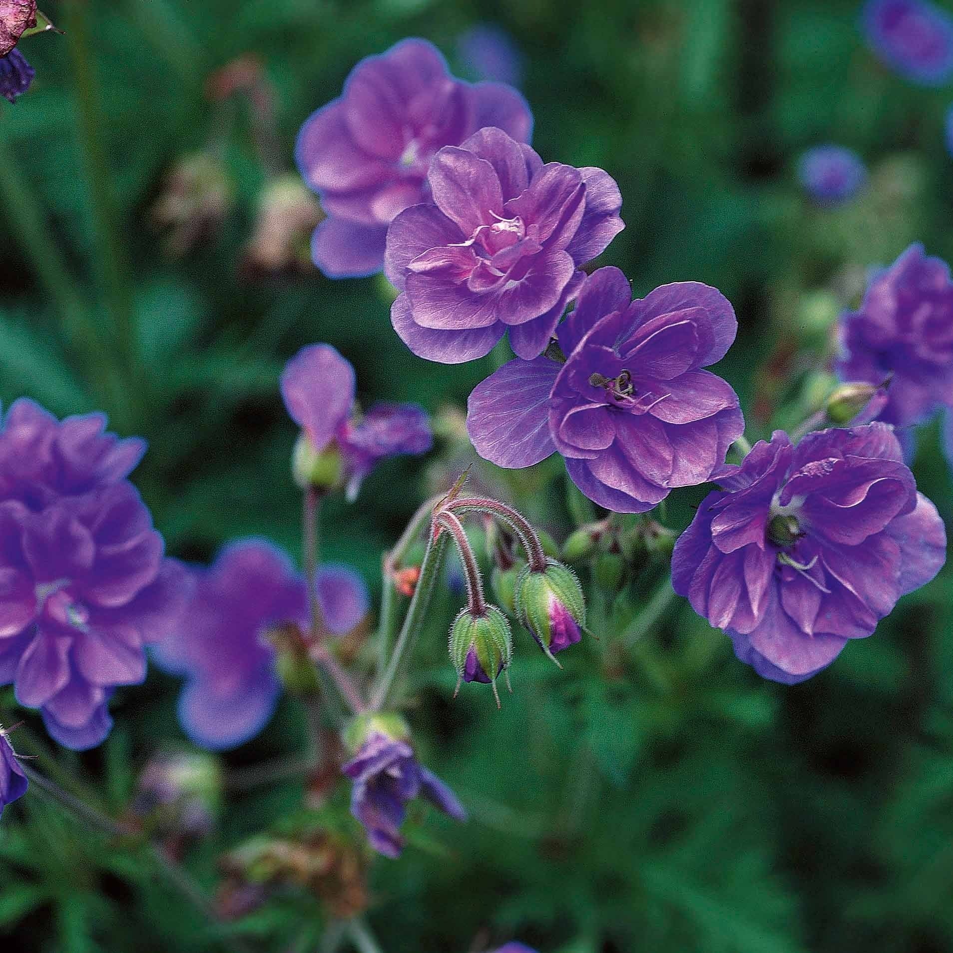 Geranium pratense double jewel, himalayense birch - Storchschnabelmischung Double Jewel (rosa, blau, weiß) (x3) - Geranien