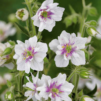 Storchschnabelmischung Double Jewel (rosa, blau, weiß) (x3) - Bakker