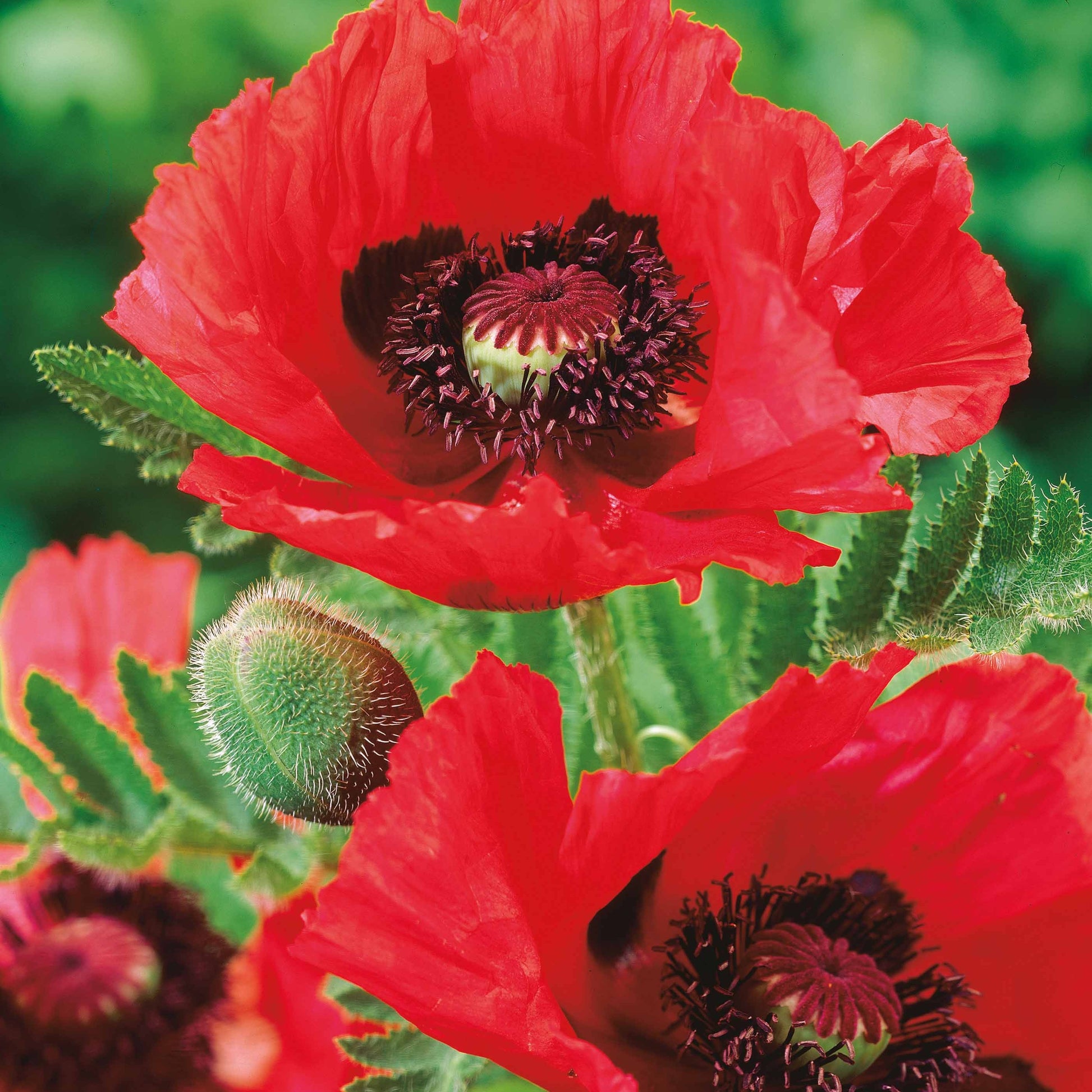 Orientalischer Mohn 'Watermelon' (x3) - Bakker