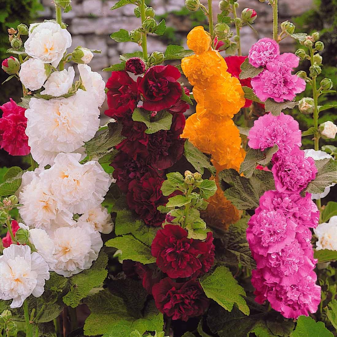Gewöhnliche Stockrosen Mischung (x5) - Alcea rosea Charter's hybrid - Bakker