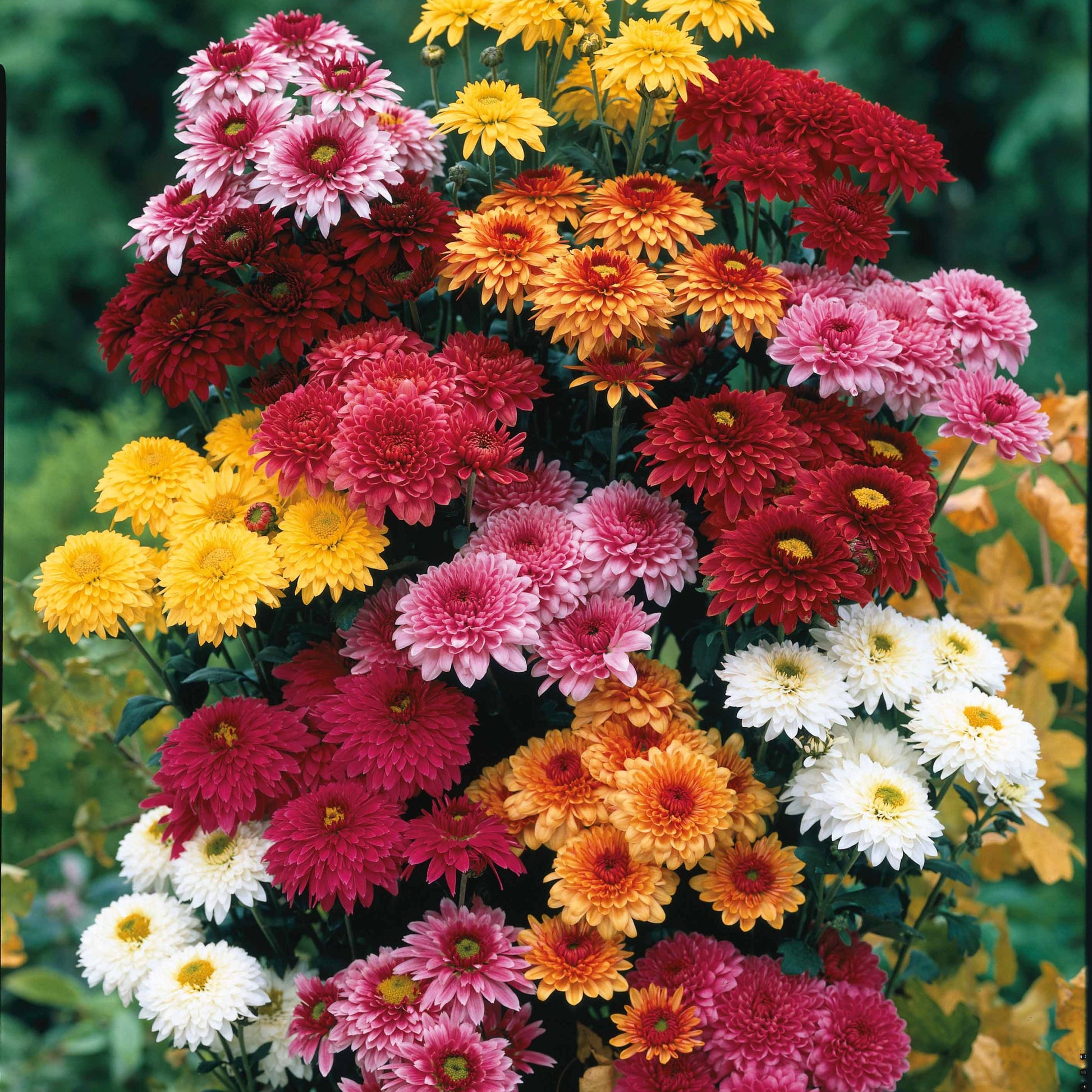 Herbst-Chrysanthemen Mischung (x3) - Dendranthema indicum - Bakker