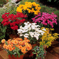 Herbst-Chrysanthemen Mischung (x3) - Bakker