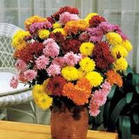 Dendranthema indicum - Herbst-Chrysanthemen Mischung (x3) - Blühende Stauden