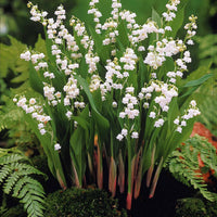 Stauden - Maiglöckchen Mischung (3 Weiß + 3 Rosa + 3 Riesen Bordeaux) (x 9) - Convallaria majalis