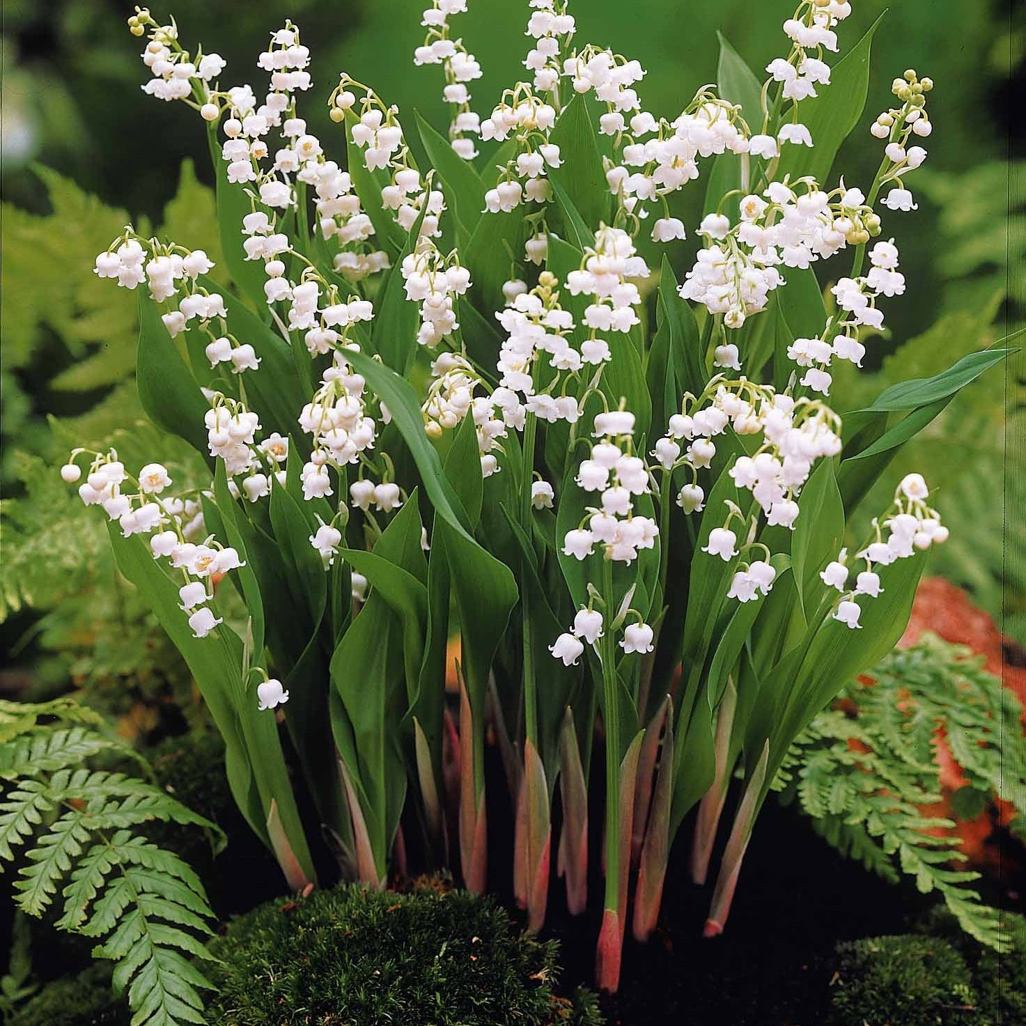 Stauden - Maiglöckchen Mischung (3 Weiß + 3 Rosa + 3 Riesen Bordeaux) (x 9) - Convallaria majalis
