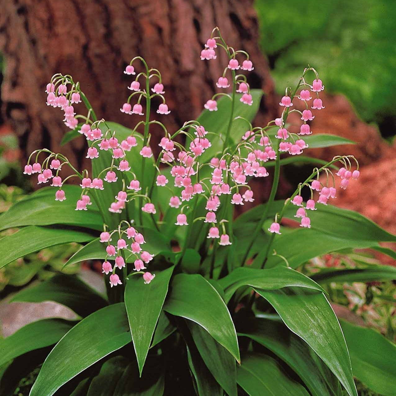 Verkauf Maiglöckchen Mischung (3 Weiß + 3 Rosa + 3 Riesen Bordeaux) (x 9) - Convallaria majalis