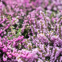 Winterheiden Mischung (rot + rosa + weiß) (x6) - Erica darleyensis - Bakker