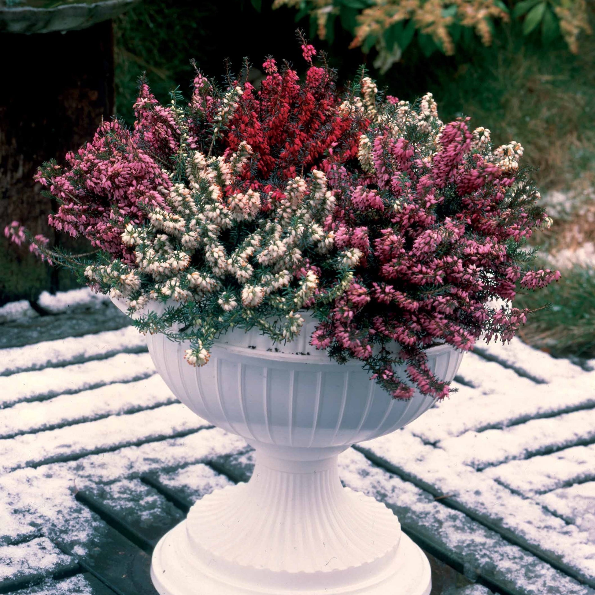 Erica darleyensis - Winterheiden Mischung (rot + rosa + weiß) (x6) - Blühende Stauden