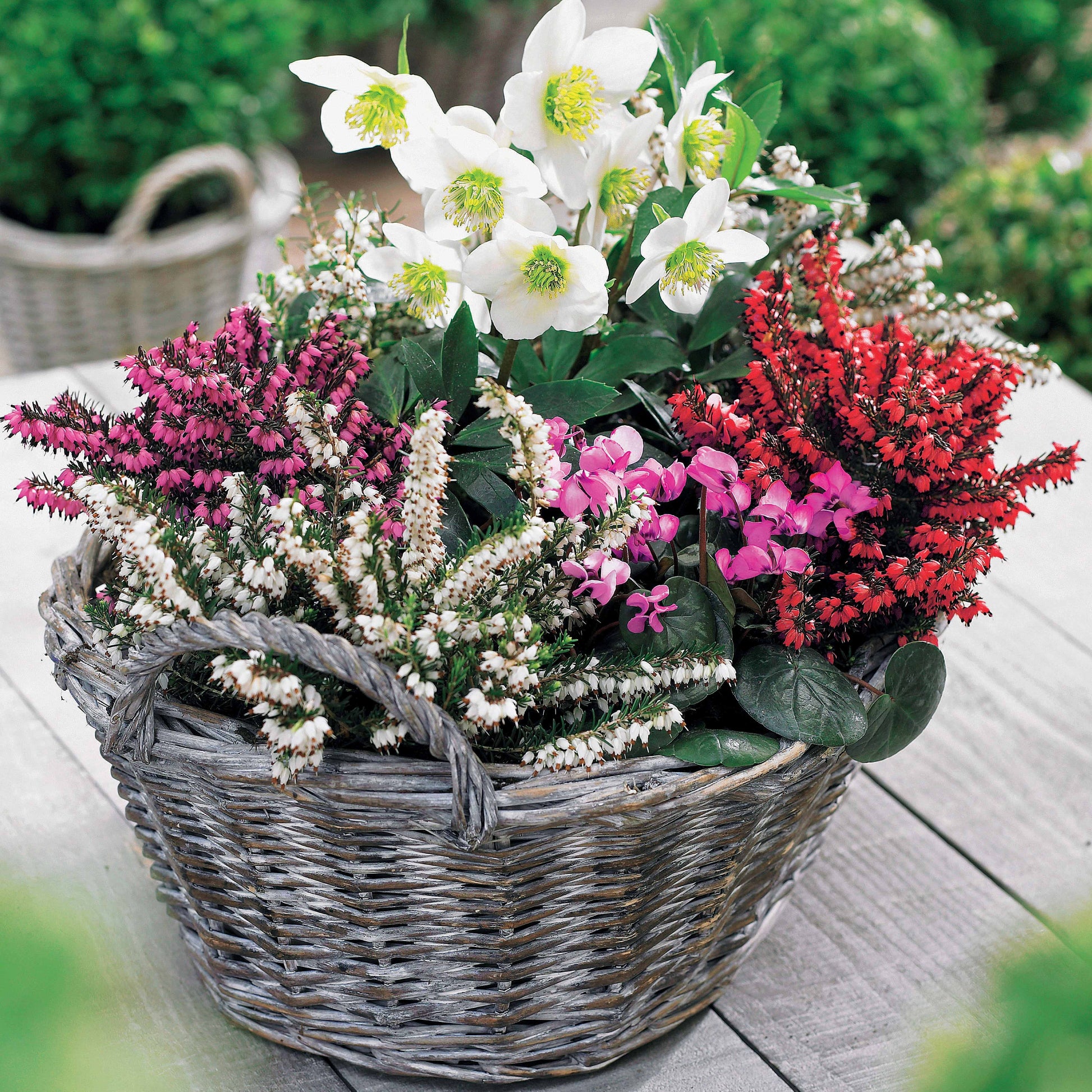 Winterheide und Christrose Mischung (x4) - Erica + helleborus niger - Bakker