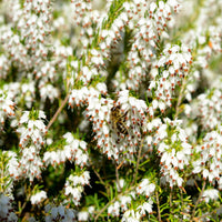Erica + helleborus niger - Winterheide und Christrose Mischung (x4) - Heidekraut