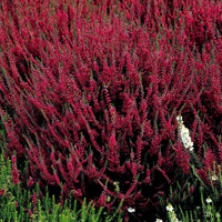 Blühende Stauden - Sommerheide Mischung (x6) - Calluna vulgaris