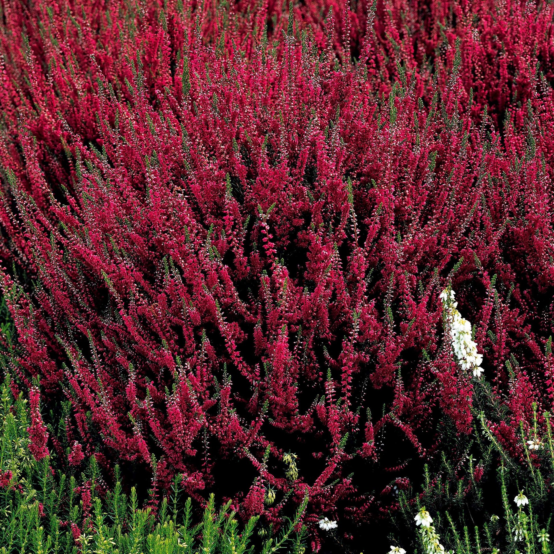 Blühende Stauden - Sommerheide Mischung (x6) - Calluna vulgaris