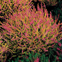 Verkauf Sommerheide Mischung (x6) - Calluna vulgaris