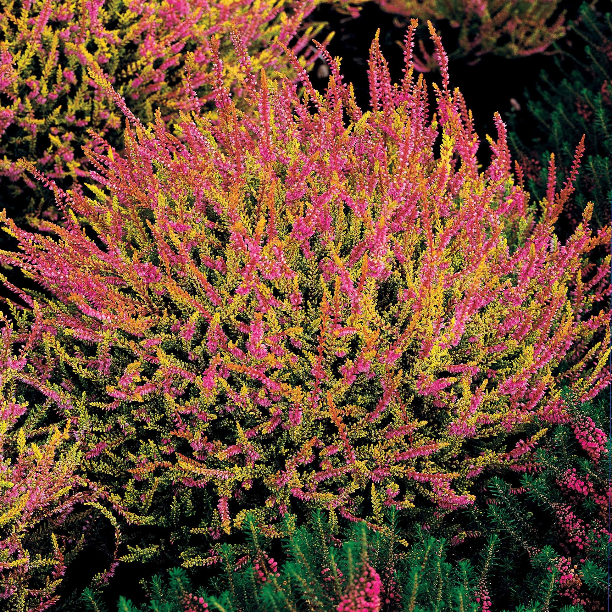 Verkauf Sommerheide Mischung (x6) - Calluna vulgaris