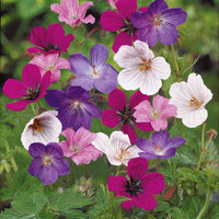 Storchschnabel 'Rainbow' Mischung (x5) - Bakker