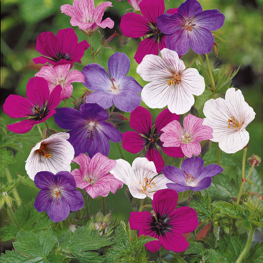 Storchschnabel 'Rainbow' Mischung (x5) - Bakker