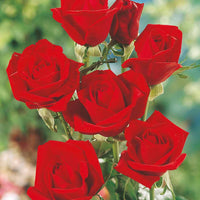 Rosen - Straußrosen-Kollektion (x5) - Rosa 'hadangel', 'oklahoma', 'pink perfume', 'oran