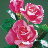 Verkauf Straußrosen-Kollektion (x5) - Rosa 'hadangel', 'oklahoma', 'pink perfume', 'oran