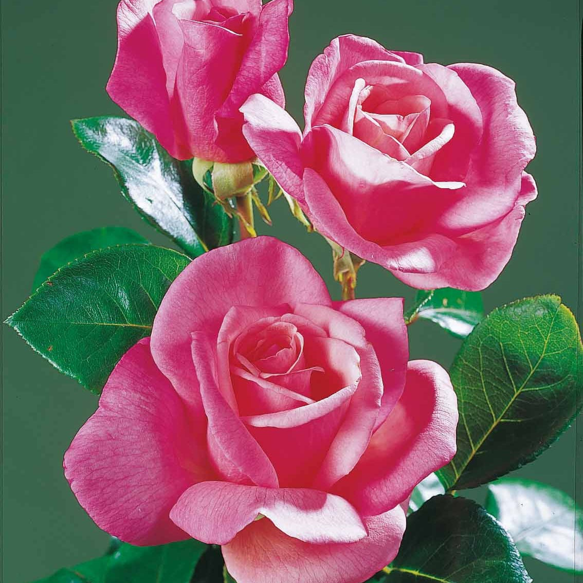 Verkauf Straußrosen-Kollektion (x5) - Rosa 'hadangel', 'oklahoma', 'pink perfume', 'oran