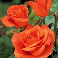 Verkauf Straußrosen-Kollektion (x5)