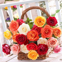 Strauchrosen Mischung (x10) - Rosa - Bakker