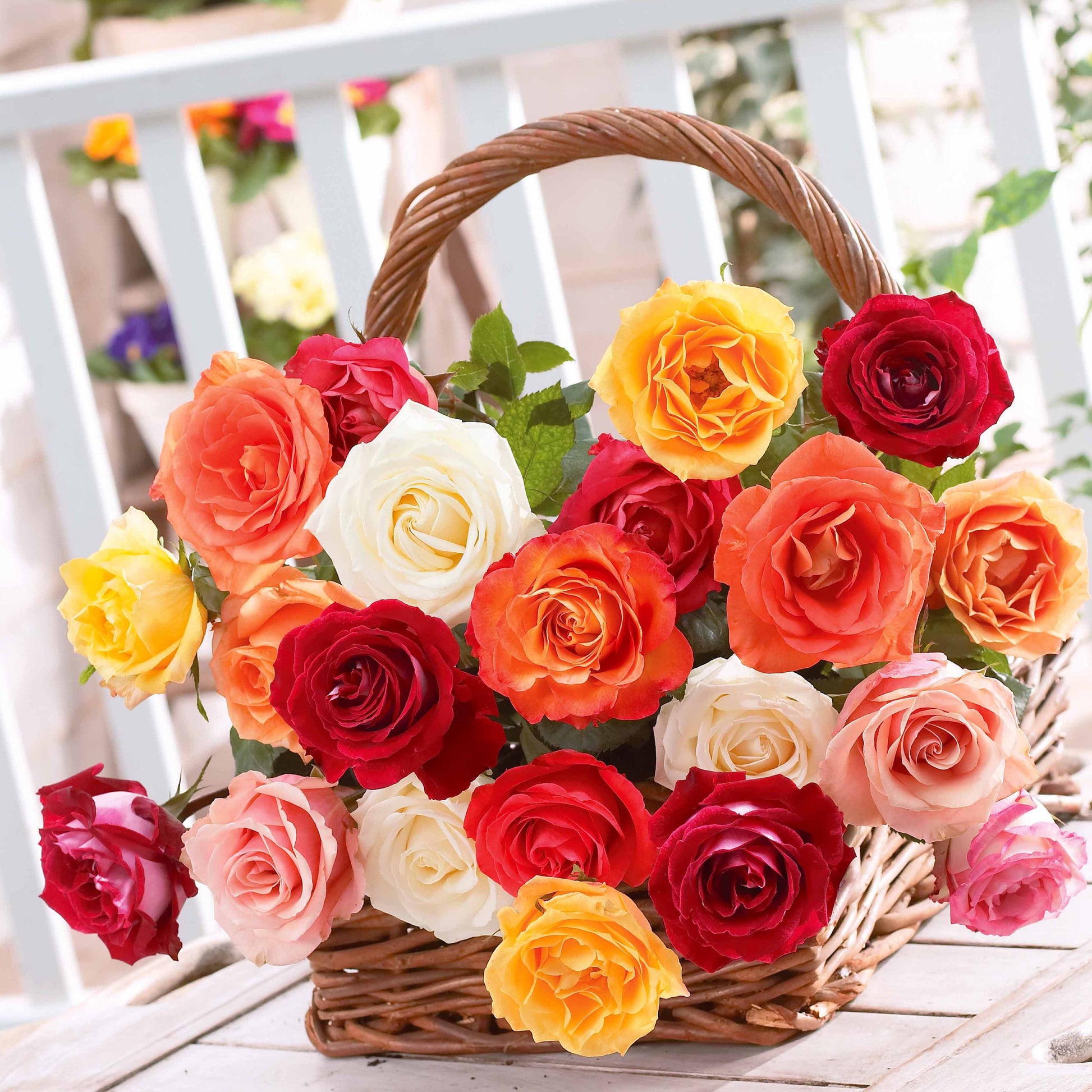 Strauchrosen Mischung (x10) - Rosa - Bakker
