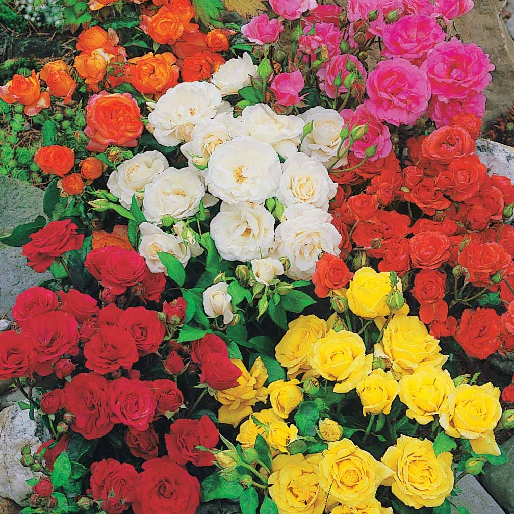 Beetrosen Mischung (x10) - Rosa polyantha - Bakker