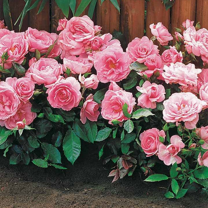 Verkauf Randilla-Mini-Rosen: rot + gelb + rosa (x3) - Rosa randilla