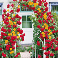 Duo Kletterrose (Vlammenspel, Paul's Lemon Pillar) (x2) - Bakker