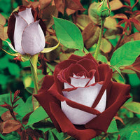Beetrosen-Kollektion (x3) - Rosa 'osiria', 'famosa','double delight' - Bakker