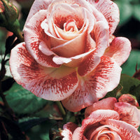Rosa 'osiria', 'famosa','double delight' - Beetrosen-Kollektion (x3) - Rosen - Nackte Wurzeln
