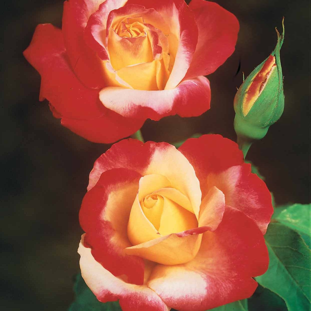 Rosen - Nackte Wurzeln - Beetrosen-Kollektion (x3) - Rosa 'osiria', 'famosa','double delight'