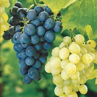 Weinreben-Kollektion 'Muscat de Hambourg' & 'Chasselas de Fontainebleau' (x2) - Bakker