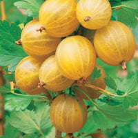 Stachelbeer-Kollektion (x4) - Ribes uva-crispa Winham's Industry, Anglaise Blanche - Bakker