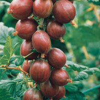 Ribes uva-crispa Winham's Industry, Anglaise Blanche - Stachelbeer-Kollektion (x4) - Johannisbeeren
