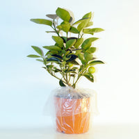Zitrusfrüchte - Zitrus-Kollektion Kumquat & Zitronenbaum (x2) - Citrus lemon vulcan + fortunella