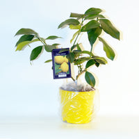 Verkauf Zitrus-Kollektion Kumquat & Zitronenbaum (x2) - Citrus lemon vulcan + fortunella