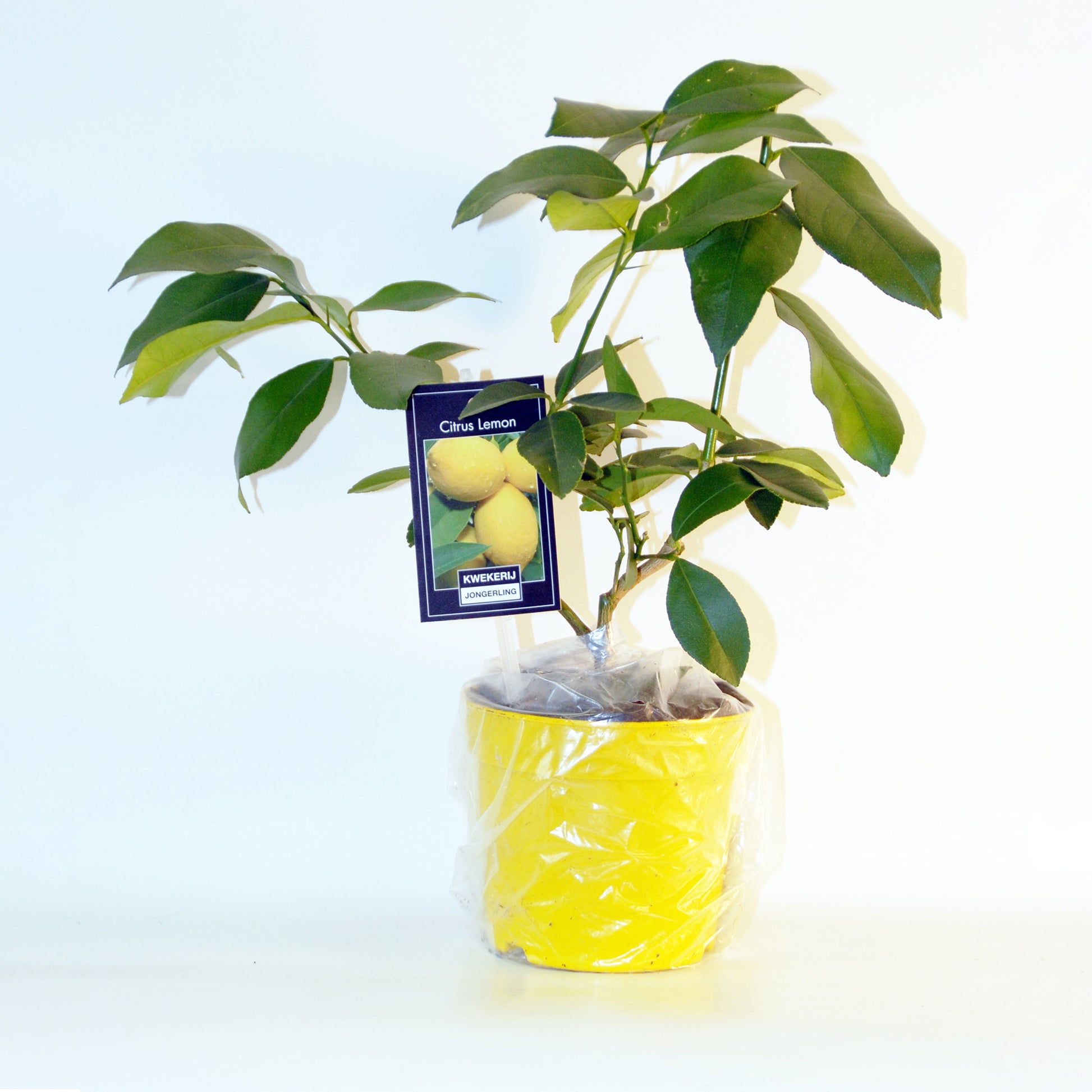 Verkauf Zitrus-Kollektion Kumquat & Zitronenbaum (x2) - Citrus lemon vulcan + fortunella