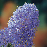 Verkauf Säckelblume Victoria - Ceanothus impressus Victoria