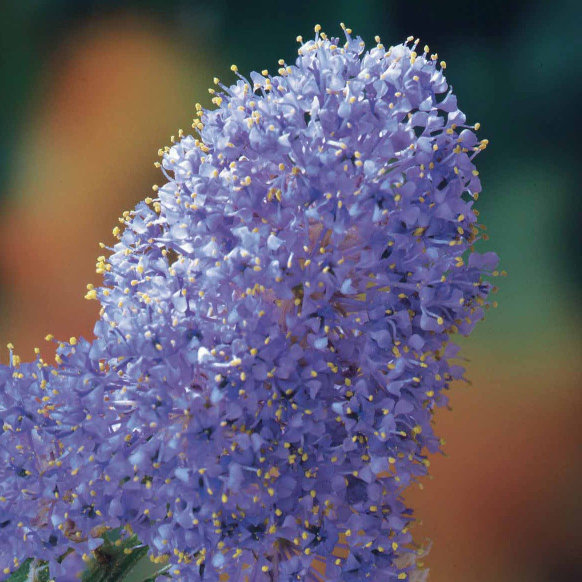 Verkauf Säckelblume Victoria - Ceanothus impressus Victoria